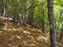 Botanischer Pfad (1065 m) - Brienno | Wanderung von Brienno zum Monte Comana