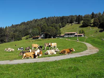 Alpe di Borgo (1.240 m) | Wanderung Monte San Primo