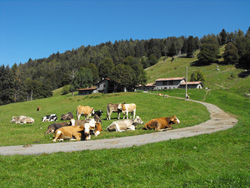 Alpe di Borgo (1240 m) | Rundwanderung auf dem Monte San Primo