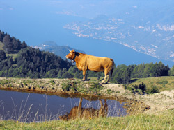 Alpe di Terrabiotta - Der San Primo Berg